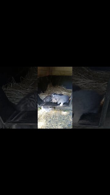 Peeking out at the world