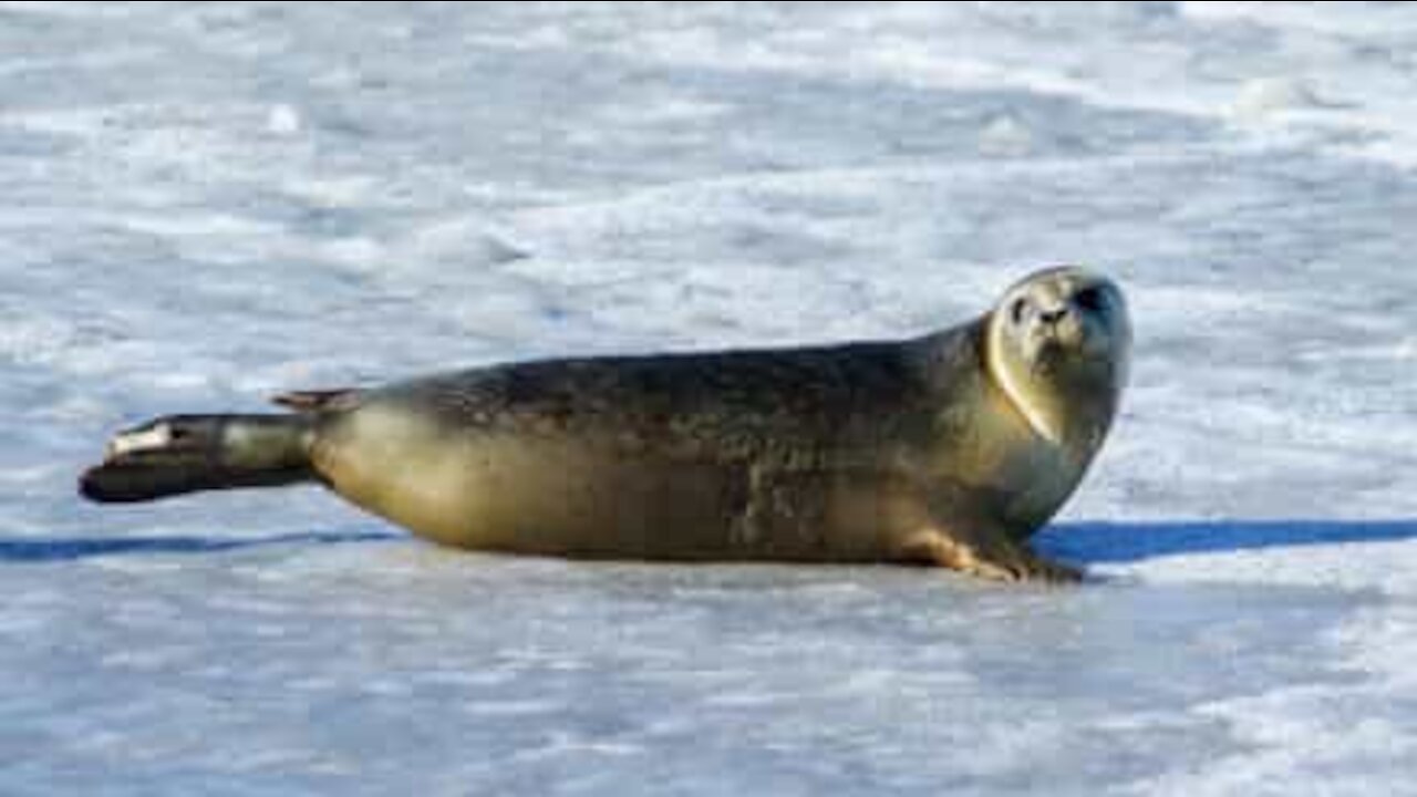 Foca perdida volta à água com ajuda humana!