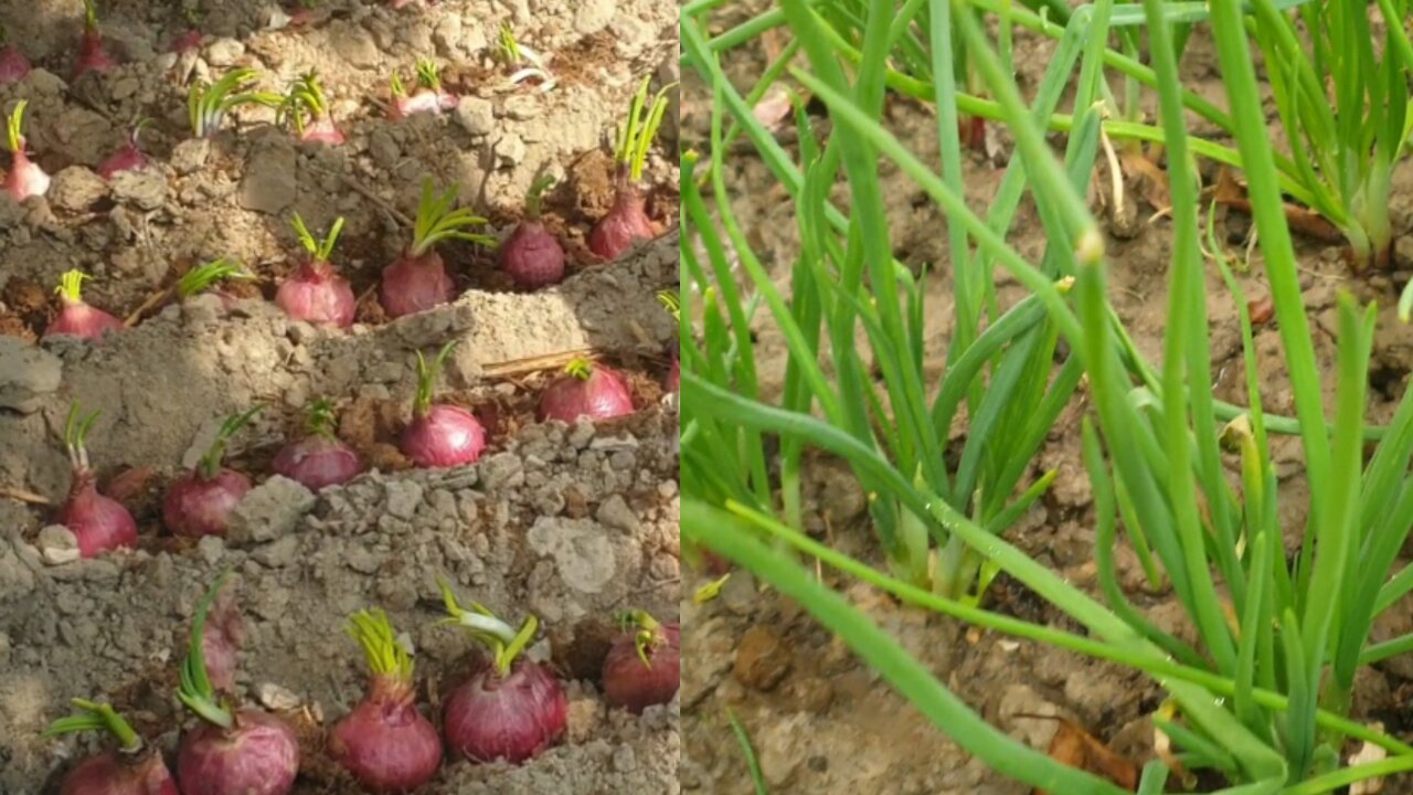 How to grow green onion leaf at home garden || organic green onion leaf