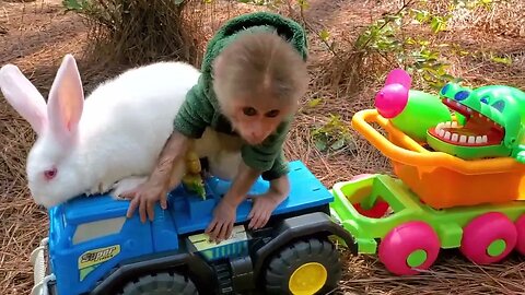 Baby Monkeys With Baby Rabbits Looking For Mysterious Eggs And Eating Fruit Are Cute