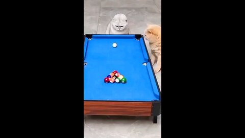 funny animal videos