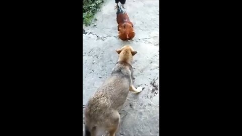 Funny Dogs Videos