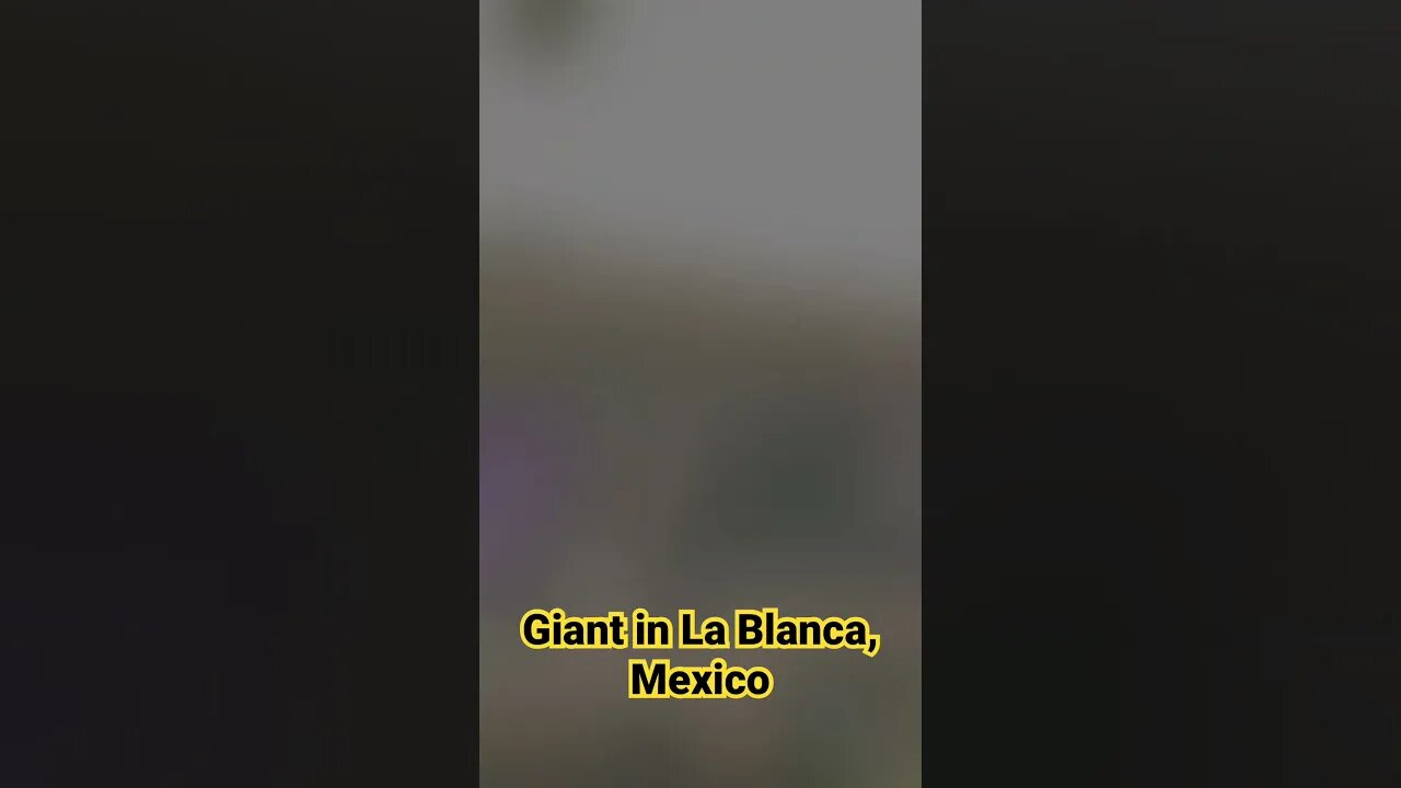 Giant caught on Camera in La Blanca, Mexico #fyp #nightgod333