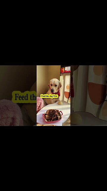 Dog : Don,t cheat with me