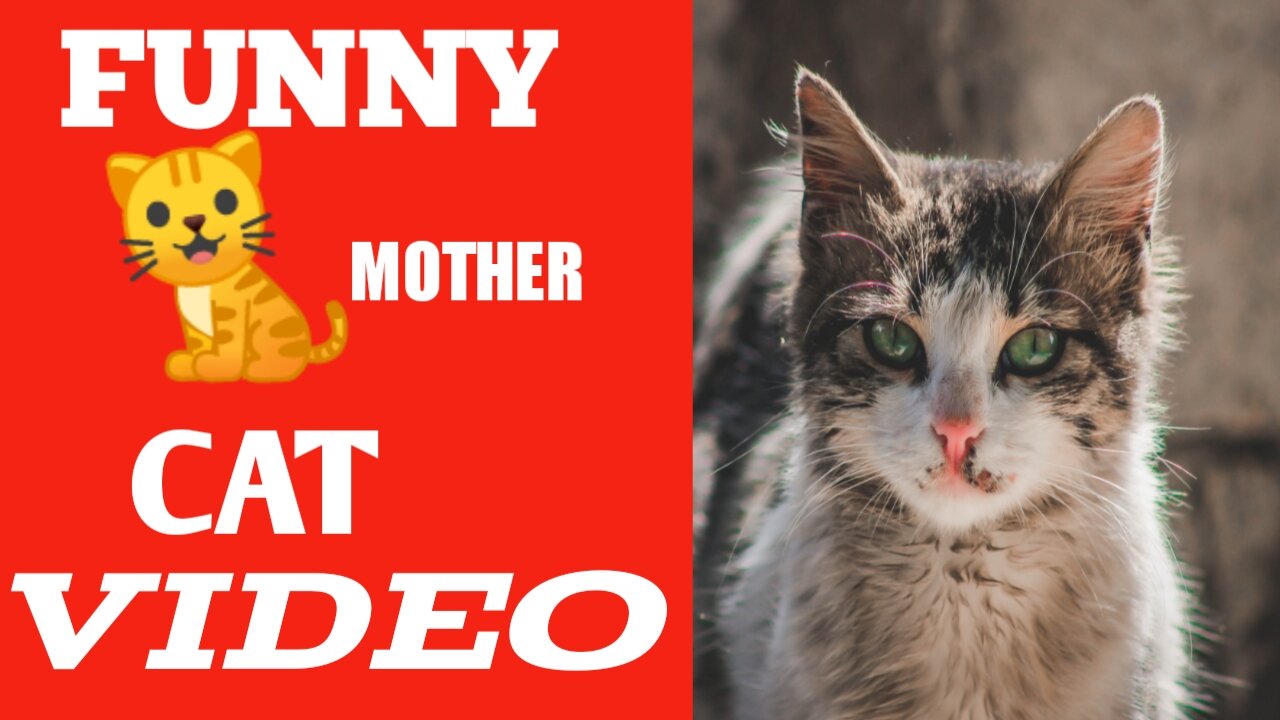 FUNNY _CAT *️⃣_MOTHER _CAT _PROTECTING _thear_ BABY-_CAT