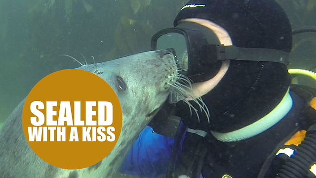 Doctor takes time out of his busy job to cuddle seals