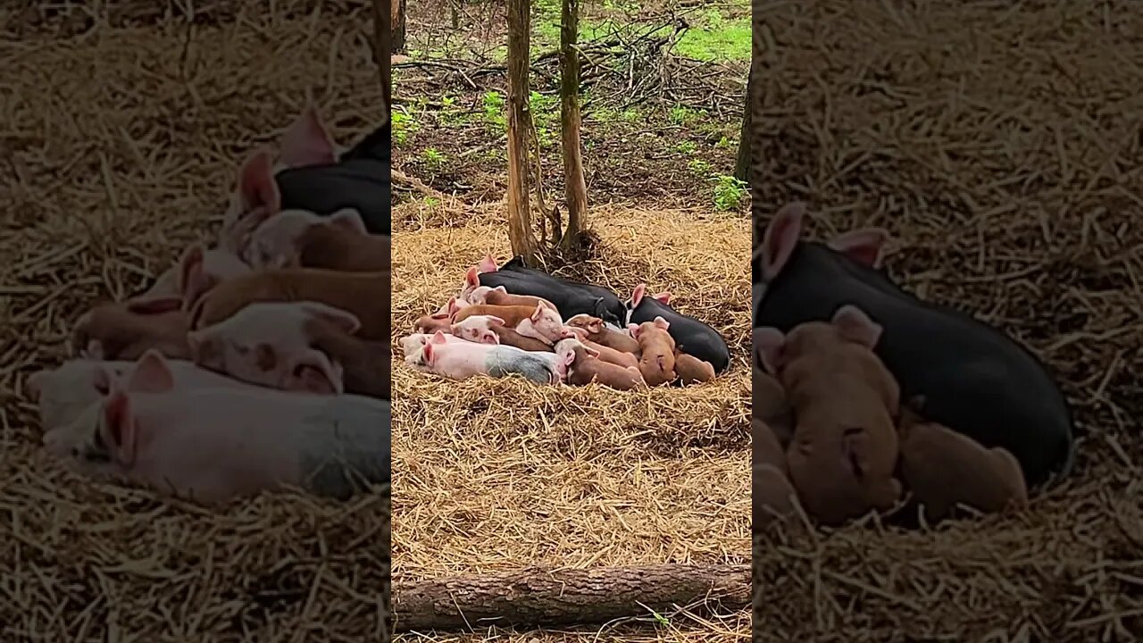 Pile of Sleeping Piglets @UncleTimsFarm #kärnəvór #carnivore #shorts #hereford #freerangepigs