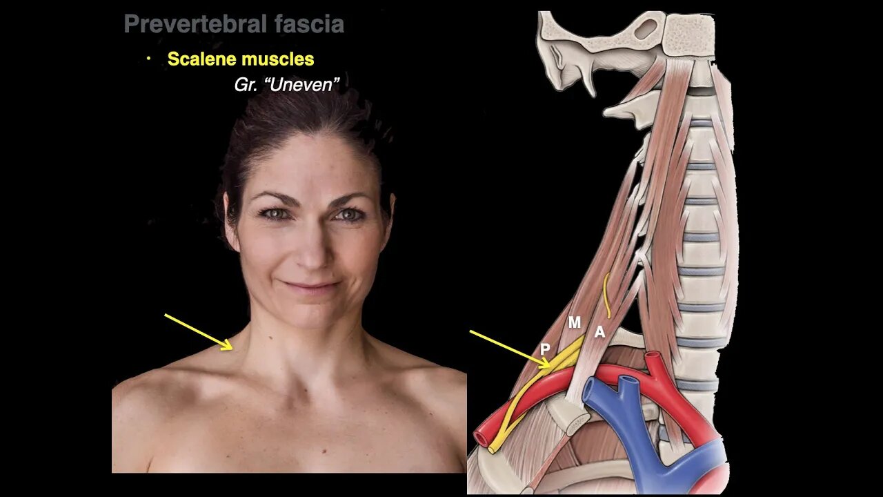 Muscles of the neck