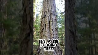 Big Fugging tree #wood #adventure #running #fitness #strong #workout #bc #vancouverisland