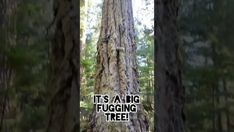 Big Fugging tree #wood #adventure #running #fitness #strong #workout #bc #vancouverisland