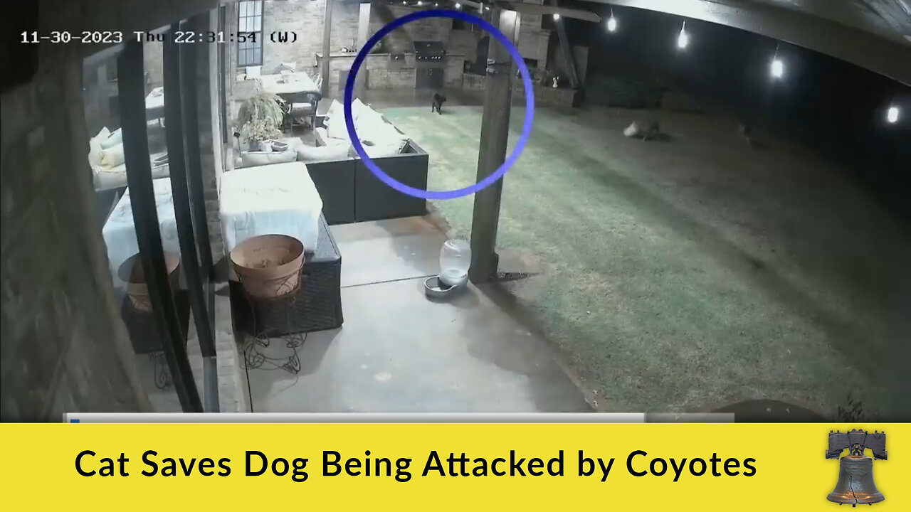 Cat Saves Dog Being Attacked by Coyotes