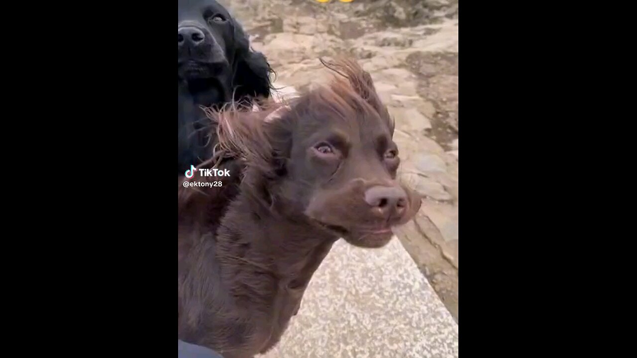 Wind-Blown Dogs: A Hilarious Moment" strong wind blowing, dogs with mouths wide open in a funny way