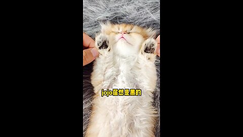 Little cats cute and funny videos @pets @funnycats @shorts @cats_Full-HD(1)