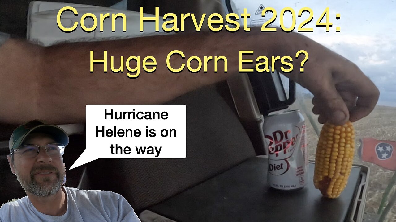 Corn Harvest 2024: Huge Corn Ears? Trying to get done before Hurricane Helene arrives