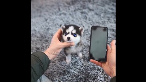 MICRO HUSKY BABY PUPPY 2