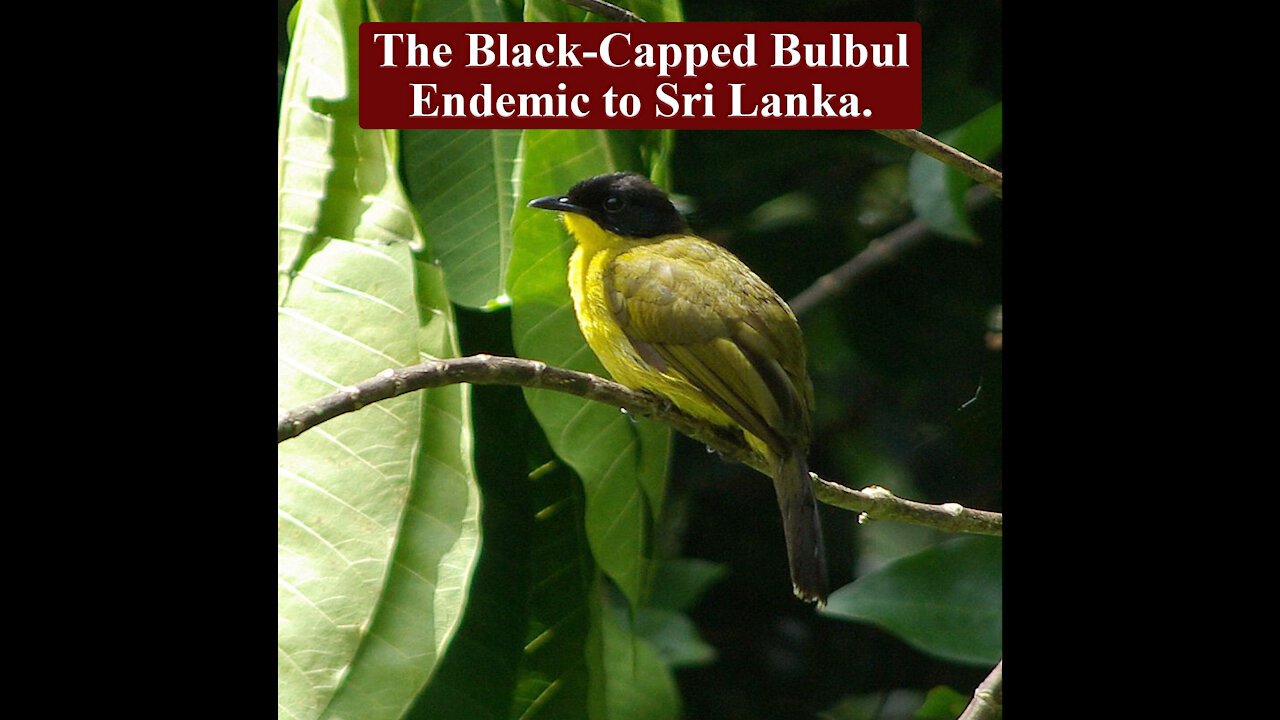 The black-capped Bulbul | Black-Headed Yellow Bulbul | හිස කලු කොන්ඩයා | ලංකාවට ආවේණික කුරුල්ලෙකි.