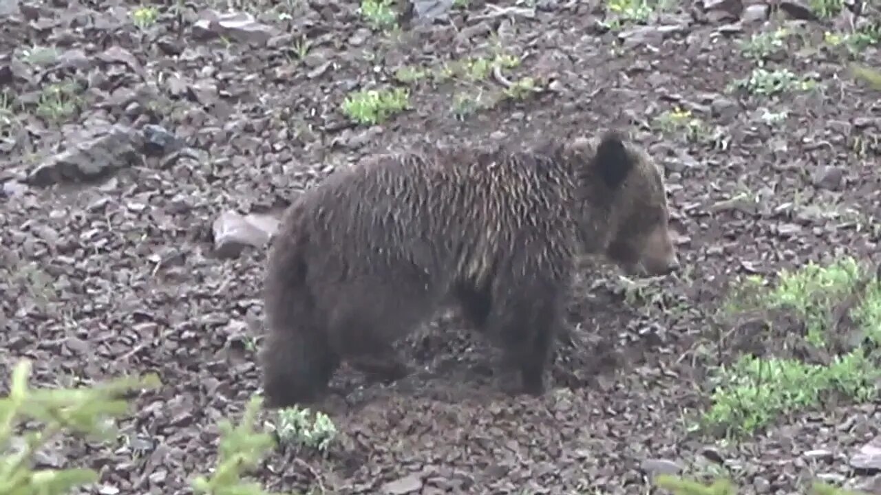 Small Grizzly bear digging for some grub!