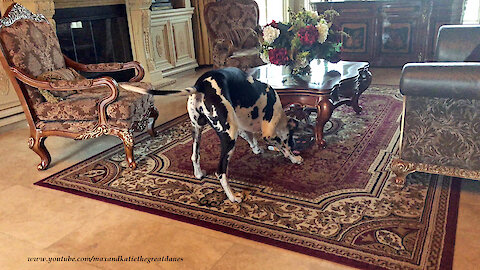 Funny Harlequin Great Dane's Slow Motion Pizza Slide