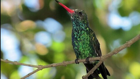 canto besourinho de bico vermelho