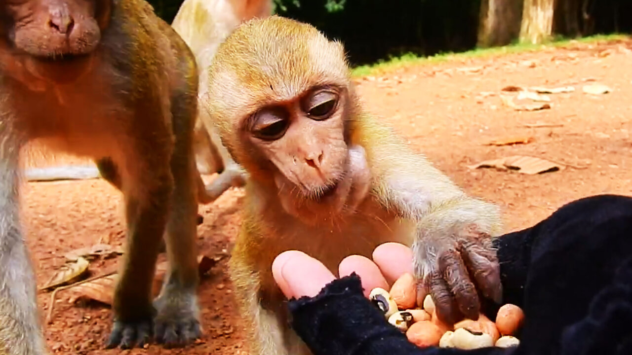 A Woman Feeds Cute Monkey Some Pea Nuts