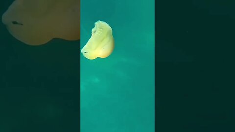 Jelly fish