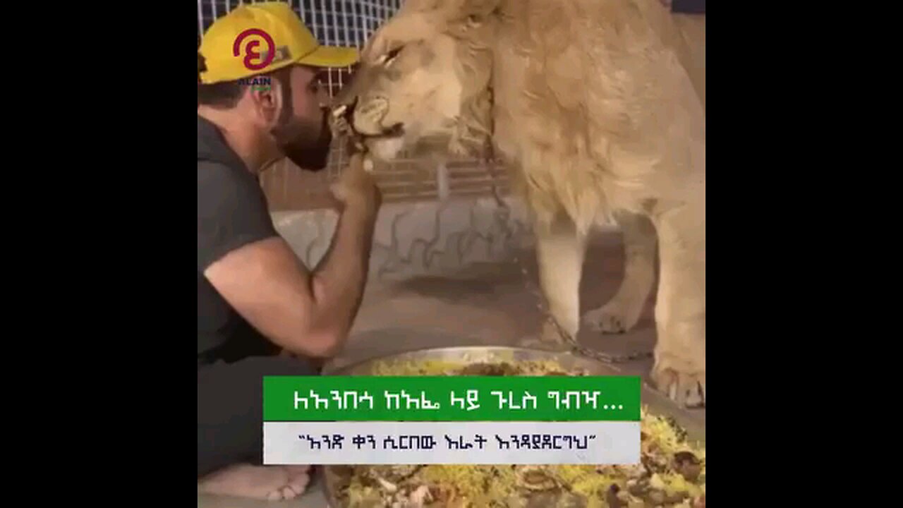 feeding lion