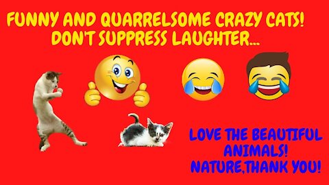 😂😂 - Funny Cats Life 😹 😹😹 Cats In Funny Situations - Try Not To Laugh 😂😂