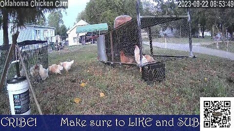 🐔📸 Oklahoma Chicken Cam 🐔📸