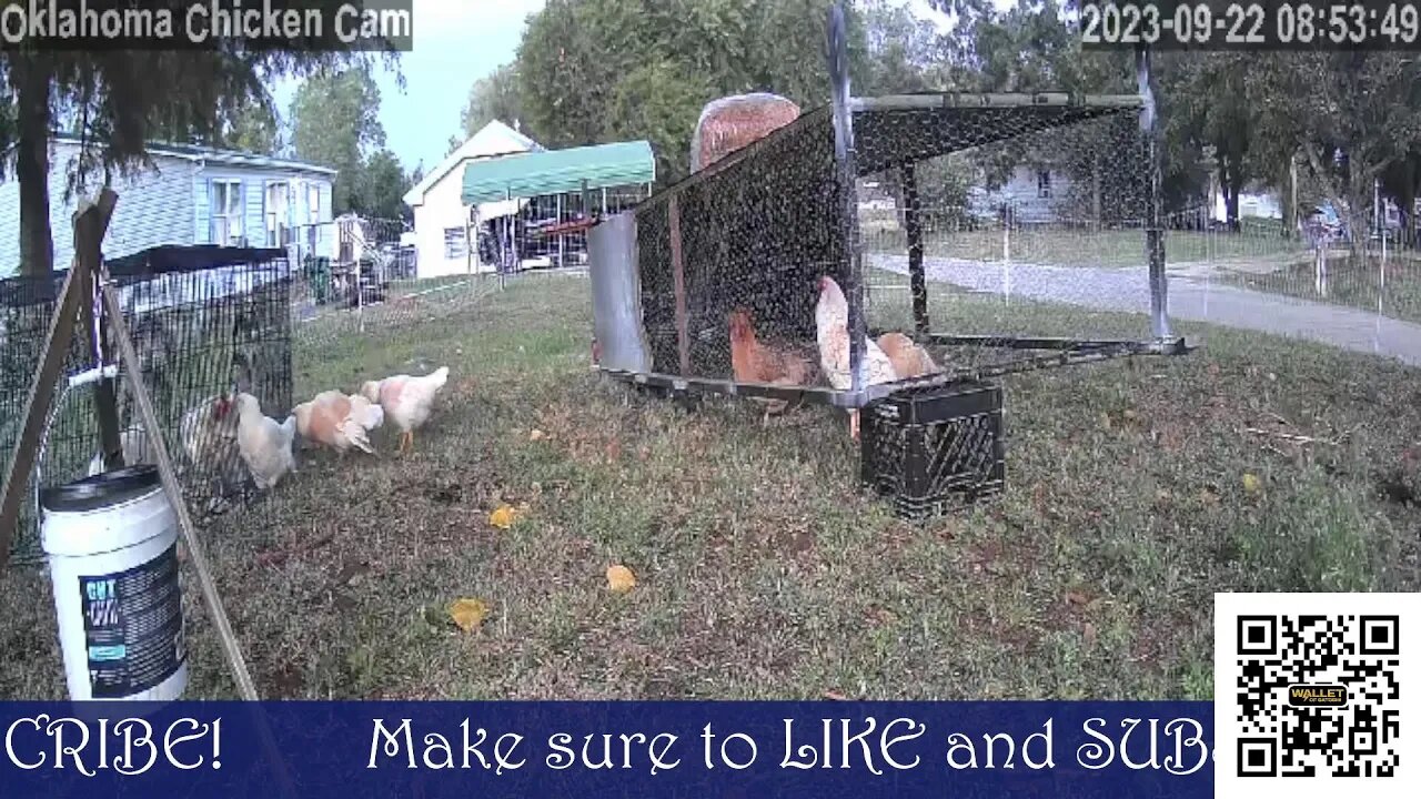 🐔📸 Oklahoma Chicken Cam 🐔📸