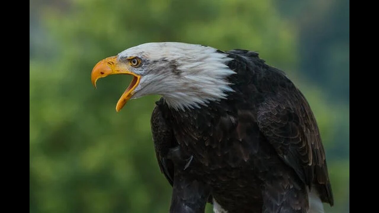 The Best Of Eagle Attacks 2022 - Most Amazing Moments Of Wild Animal Fights! Wild Discovery Animals