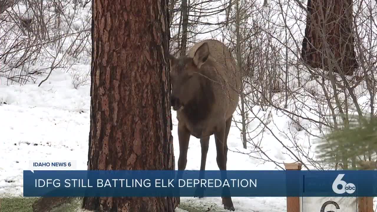 Fish and Game says elk depredation prevention efforts are working