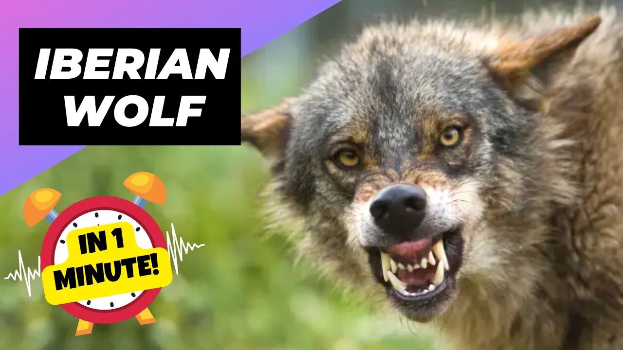 Iberian Wolf - In 1 Minute! 🐺 The Fearsome Guardian Of The Peninsula! | 1 Minute Animals