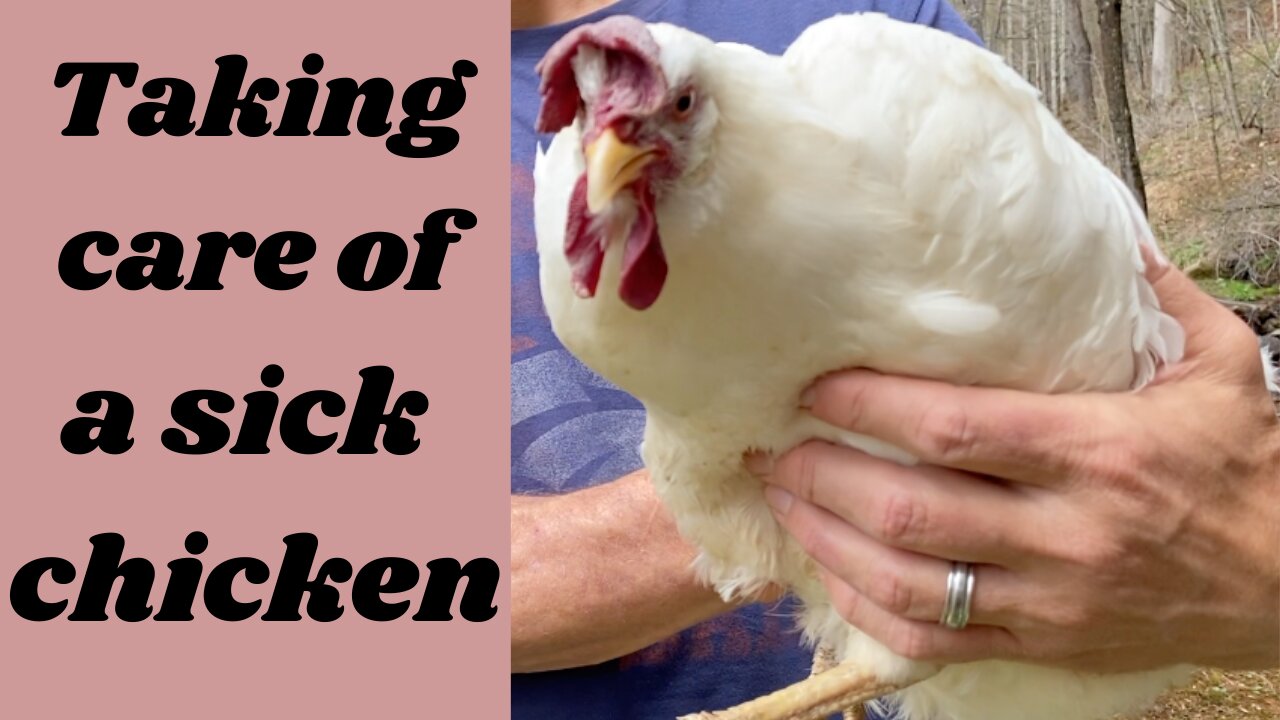 Trying To Help A Sick Chicken