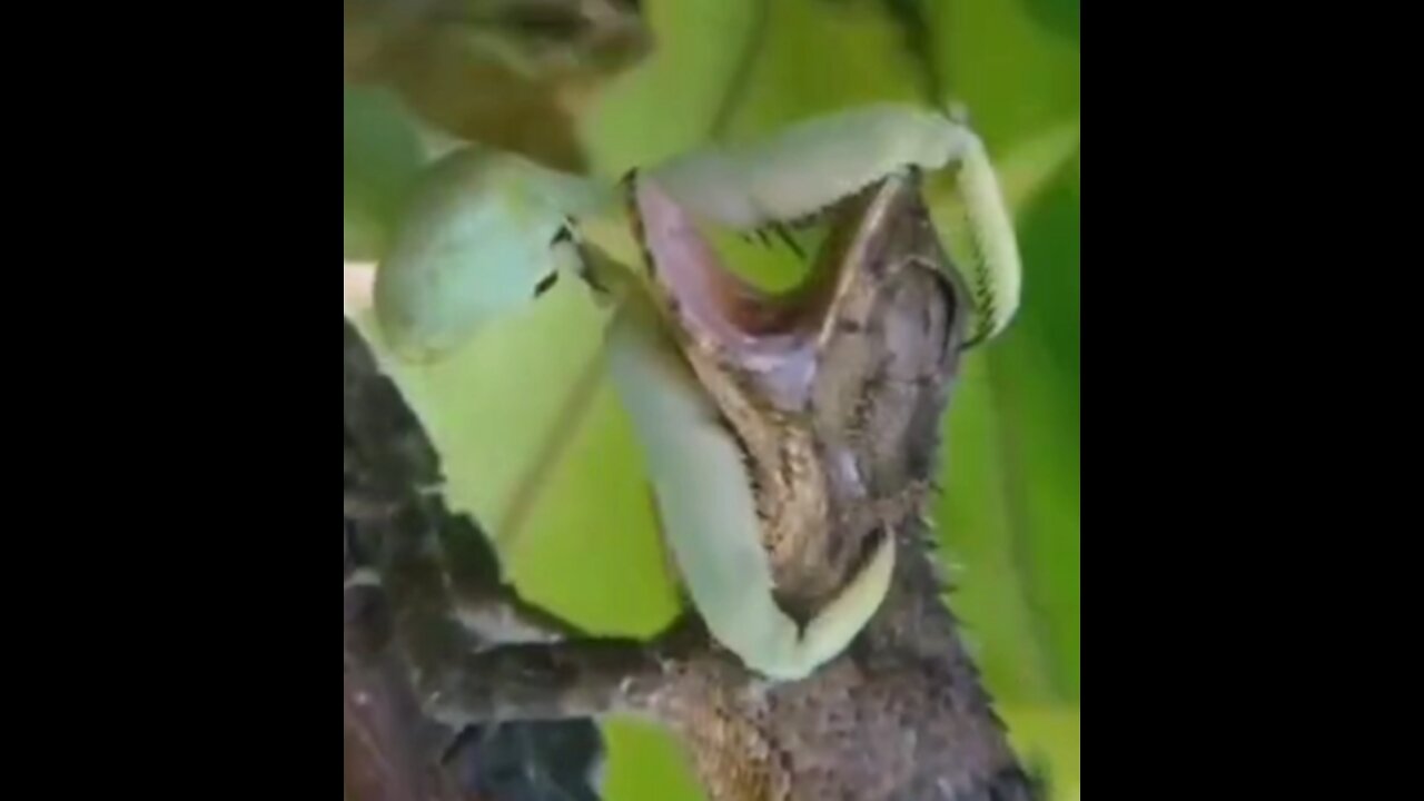 Mantis and toad interaction