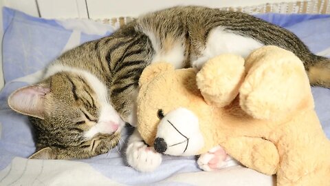 Cat Cannot Sleep without His Toy