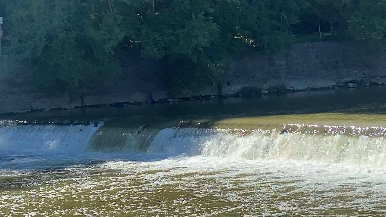 2021 Salmon run Humber River 64