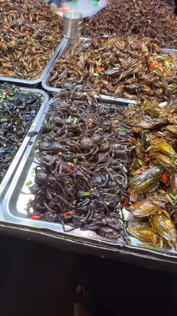 Bill Gates Bugs project 🪳🪲🦂