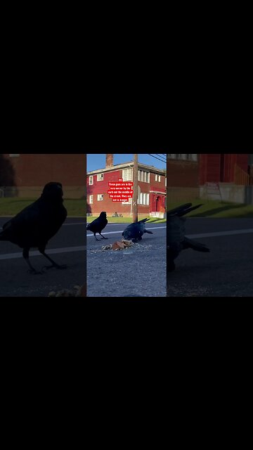 #Crows at the “fly through”