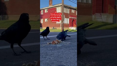 #Crows at the “fly through”