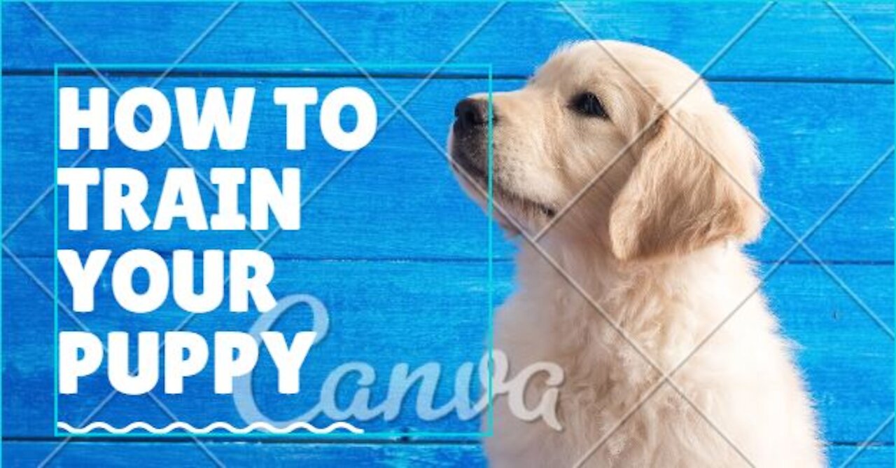 Brain training for dog - Unique Dog Training Course!