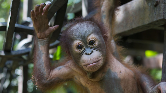 Baby Orangutan Learns To Climb After Being Shot