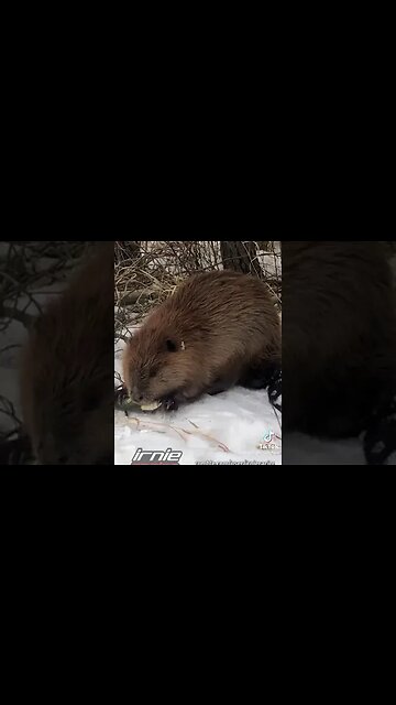 REAL CDN COWBOY - "Friendly BEAVER"