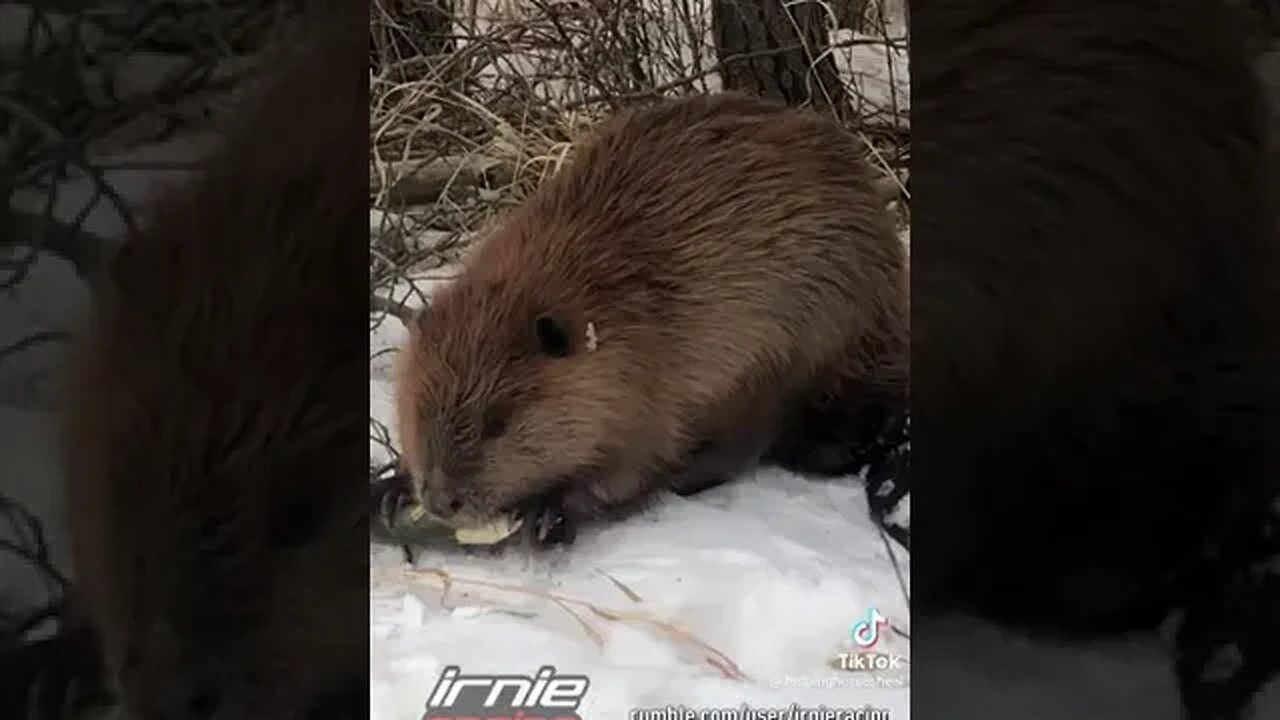 REAL CDN COWBOY - "Friendly BEAVER"