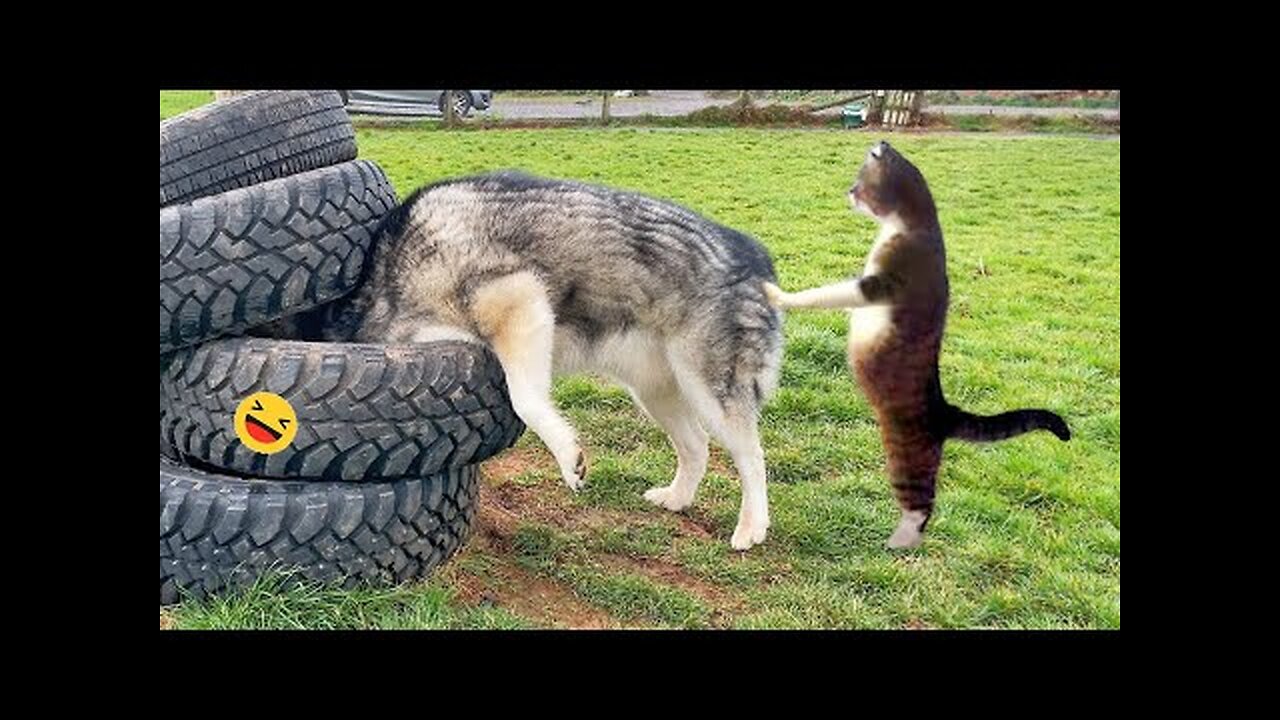 Funny dogs and cats videos 2023 😂 best funniest animals videos