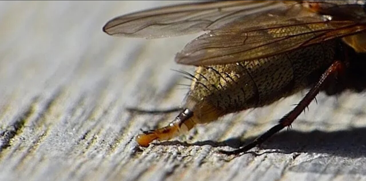Capture the moment pooping small insect