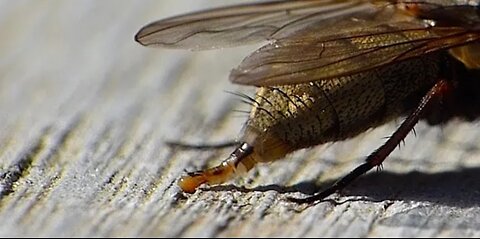 Capture the moment pooping small insect