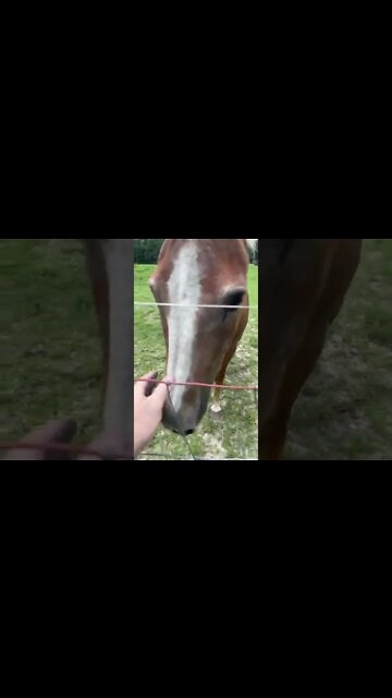 Showing the horses some love.