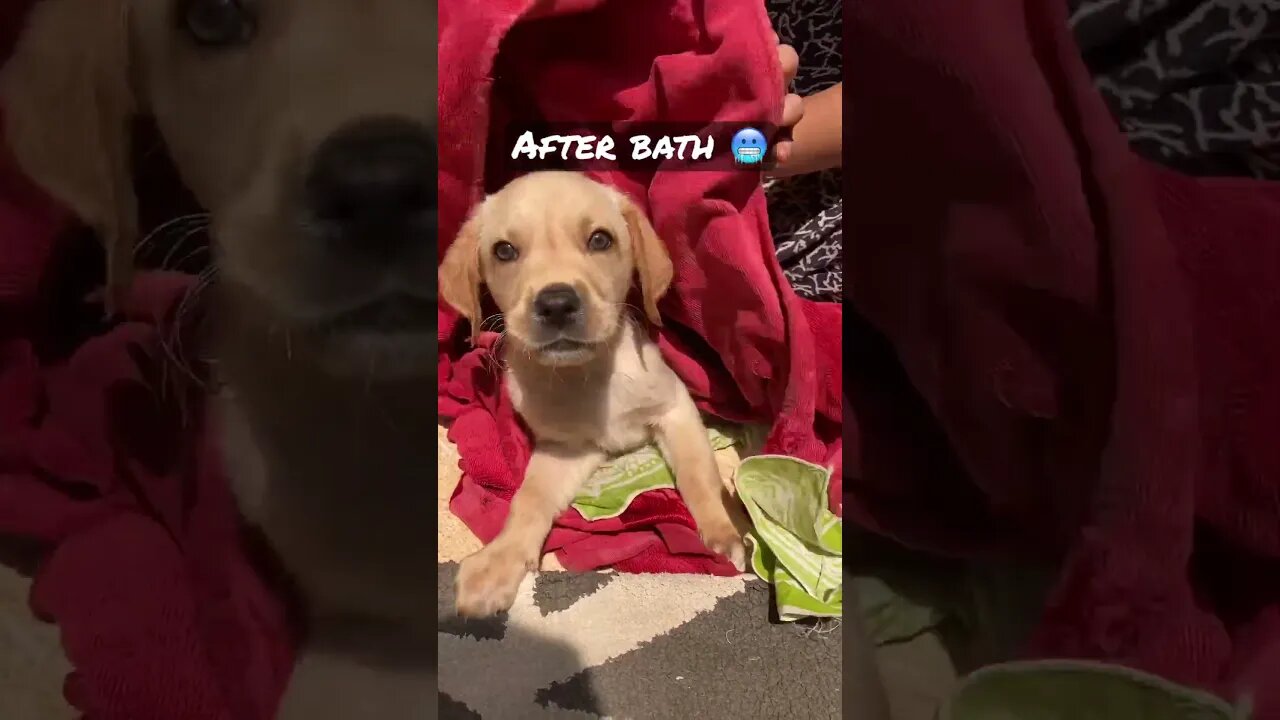 After bath 🥶 #shorts #shortsfeed #comedy