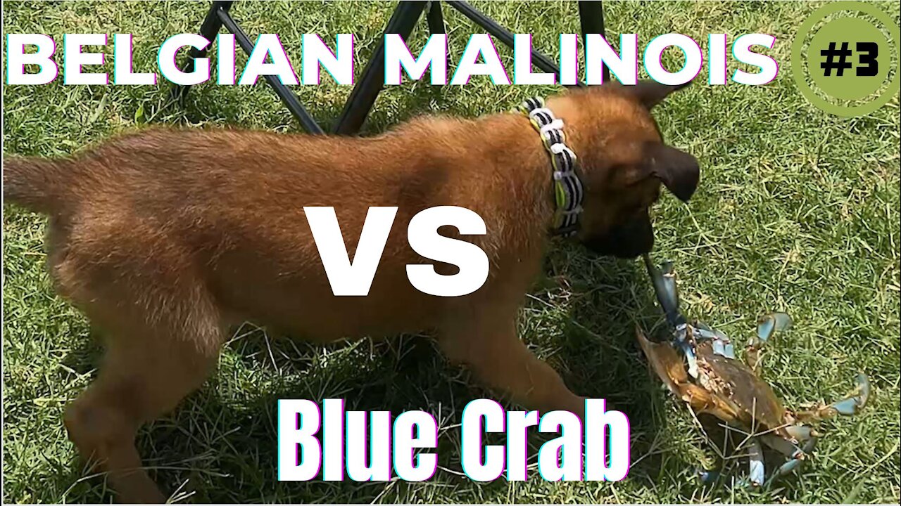 Belgian Malinois puppy Vs American Blue Crab