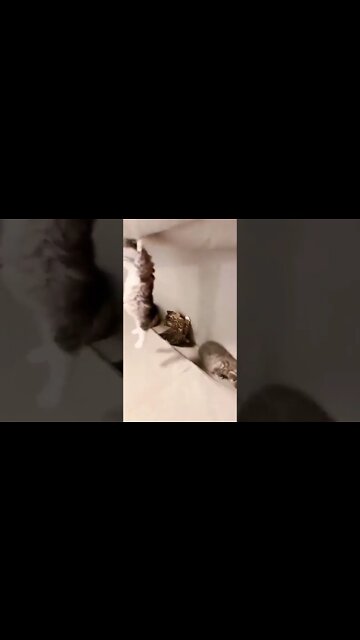 Secret hideout busted...🐈🐾😂😂 #shorts #shortsfeed #clips #shortvideo